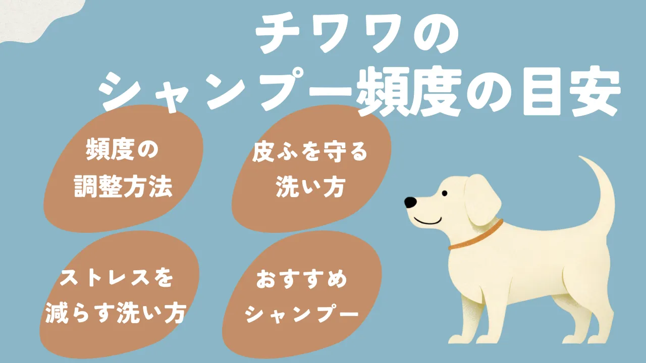 チワワのシャンプー頻度について