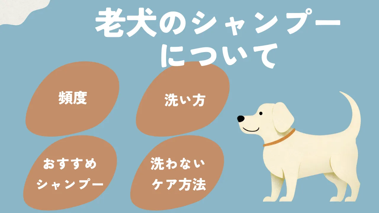 老犬のシャンプーについて