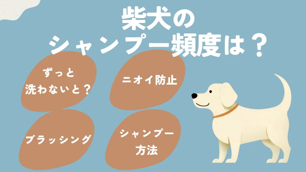 柴犬のシャンプー頻度について