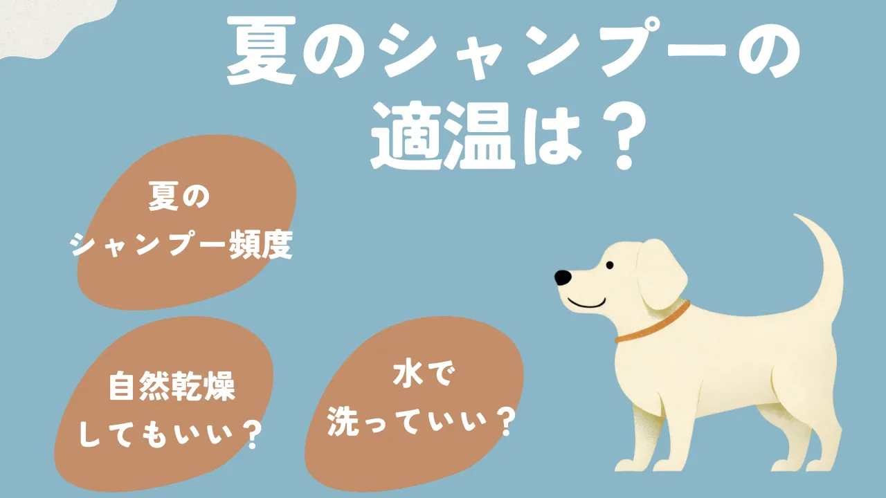 夏の犬シャンプーの温度について