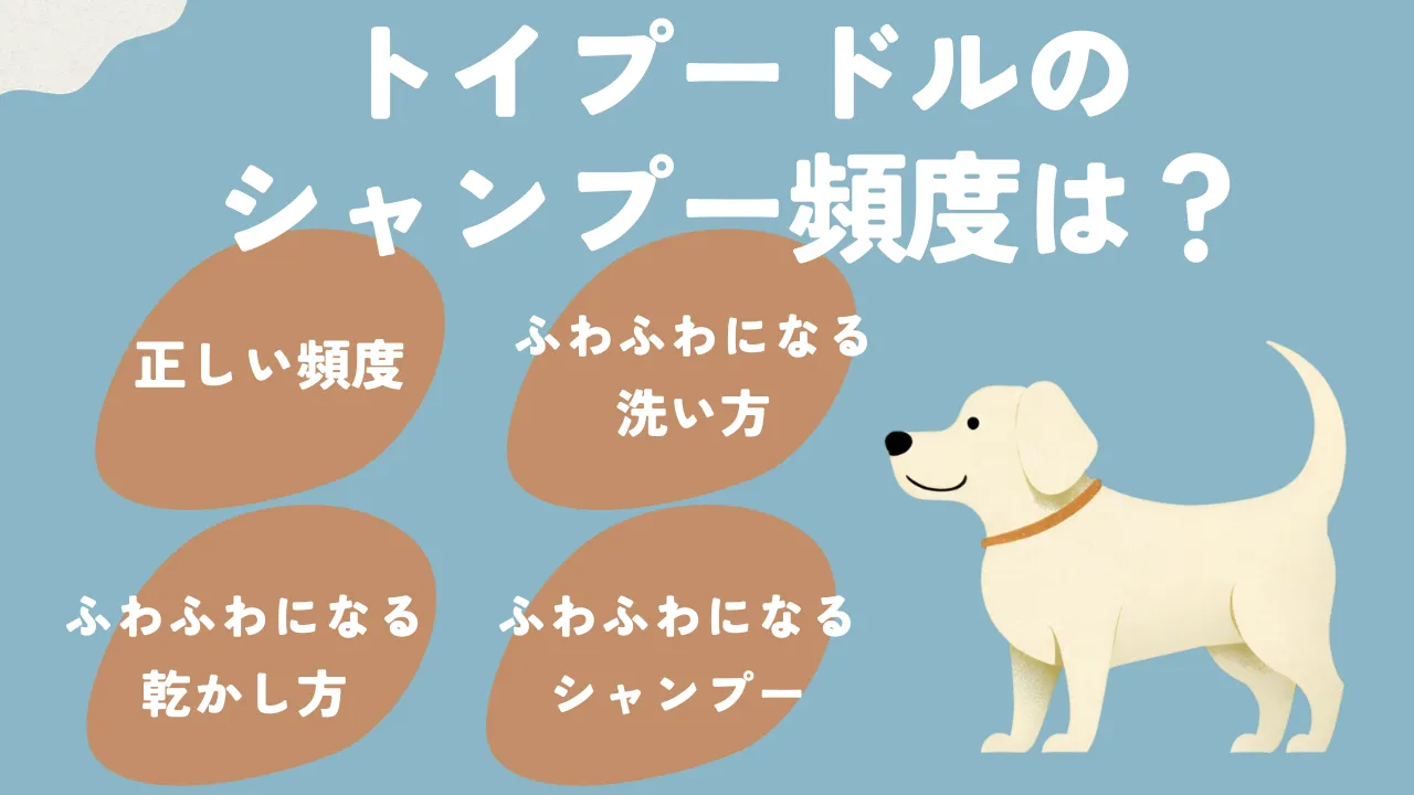 トイプードルのシャンプーの頻度について
