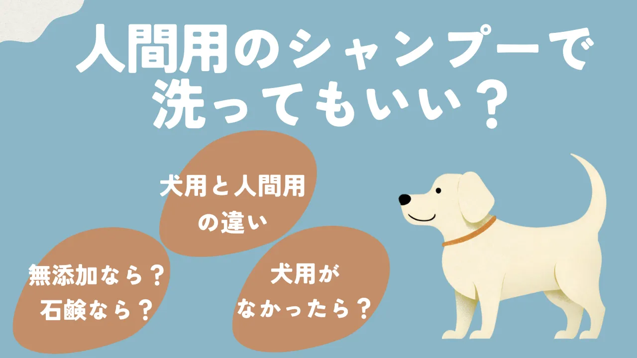 人間用シャンプーで犬を洗うことについて