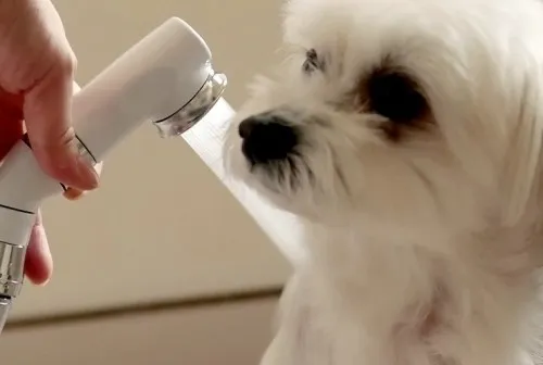 ボリーナ ペットケア(bollina pet care)