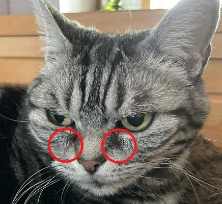 涙やけを拭き取った後の猫