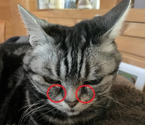 涙やけがある猫