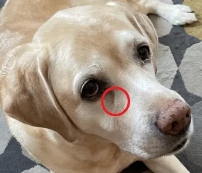 涙やけの汚れを拭き取った後の犬