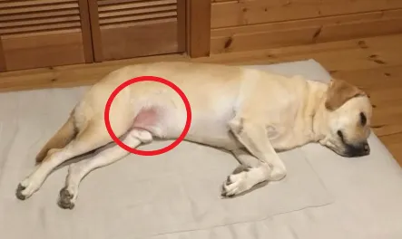 赤くなった犬の皮ふ