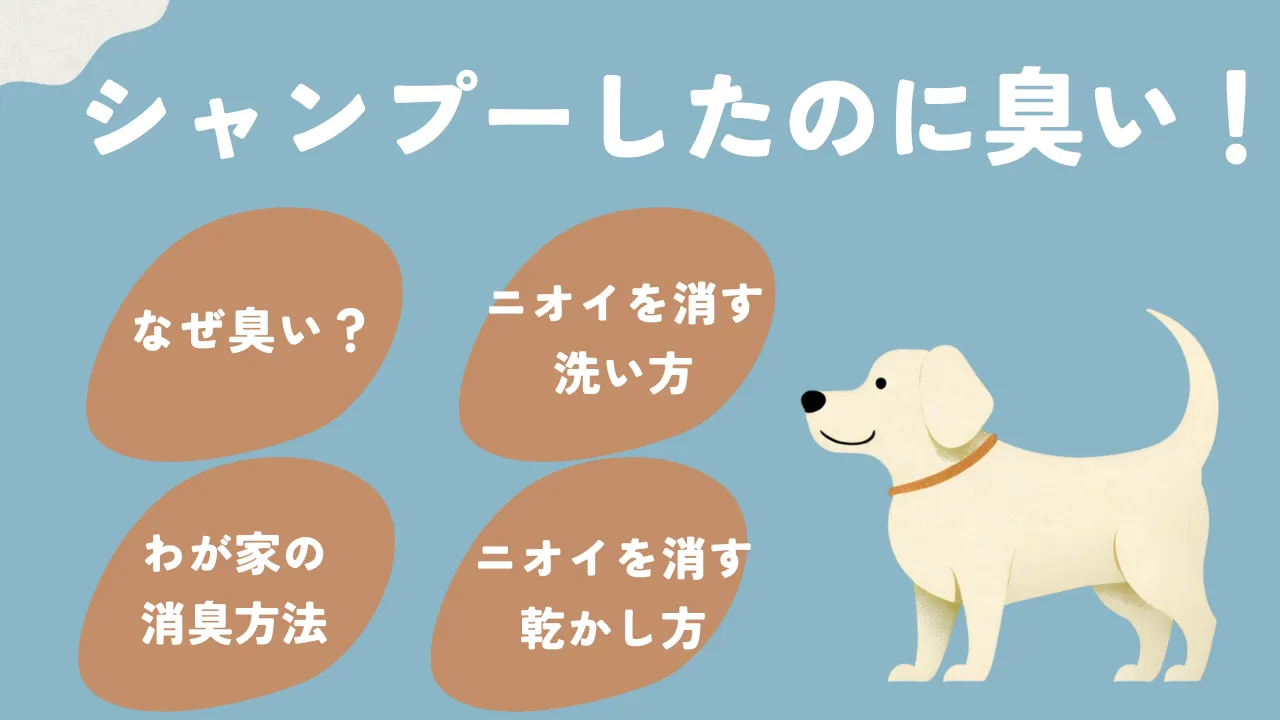 シャンプーしたのに犬が臭いことについて