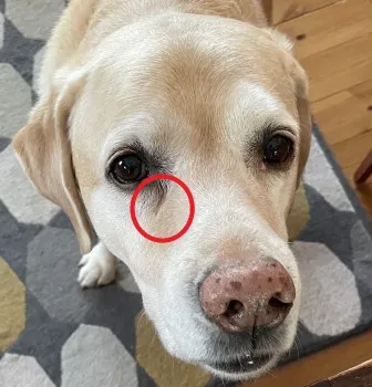 涙やけがある犬