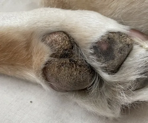 イソギンチャクのようになった犬の肉球