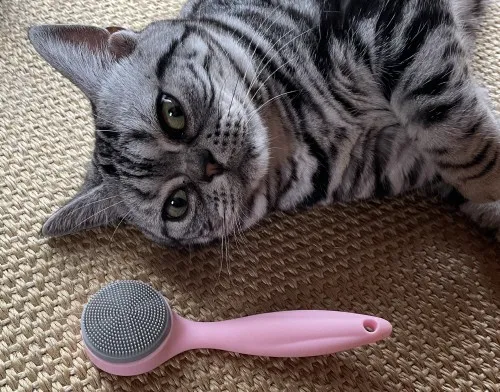 猫とシリコンブラシ